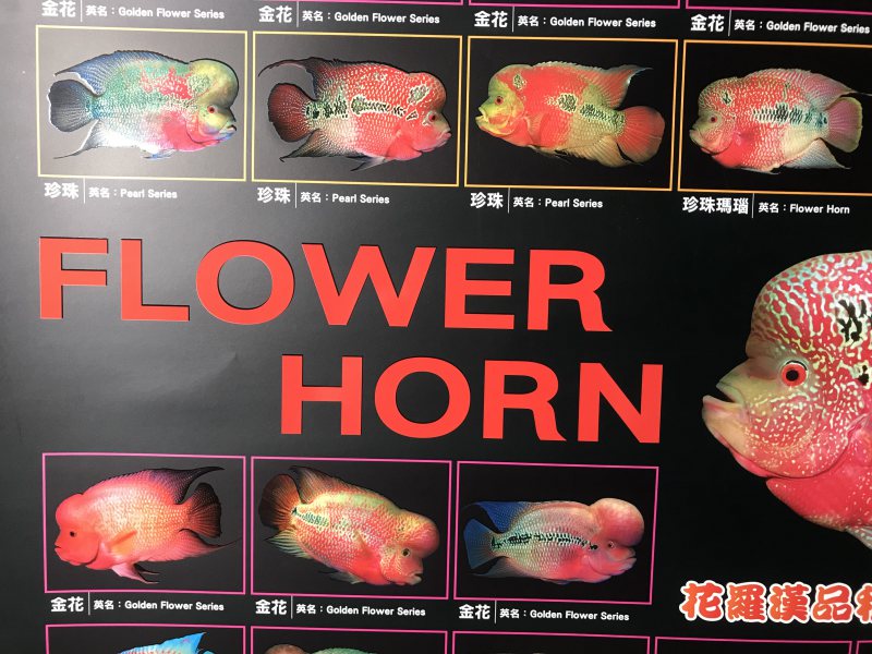 FlowerHorn Poster